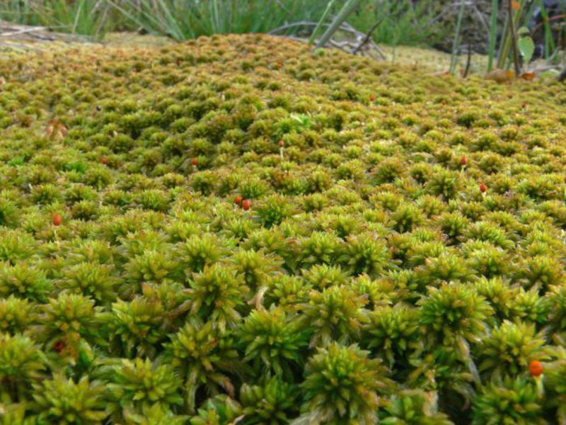 Sphagnum crește foarte interesant.