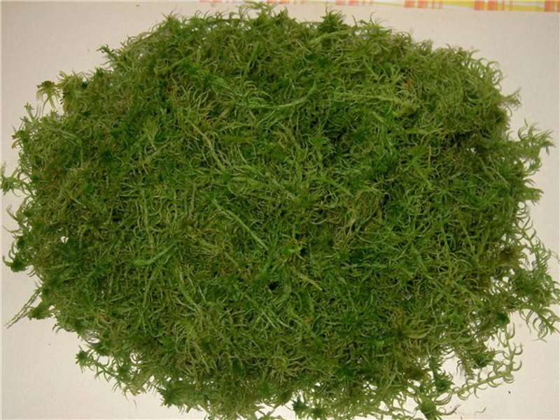 Sphagnum ถูกกำจัดออกจากรากก่อนที่จะทำให้แห้ง