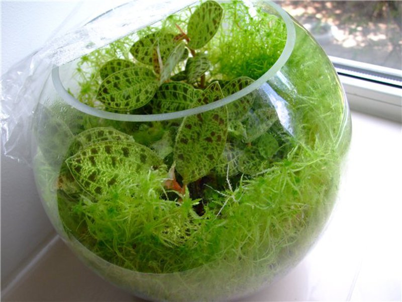 Sphagnum em casa pode ser cultivado em um vaso ou aquário.