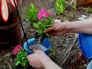 Características e princípio de crescimento de petúnias