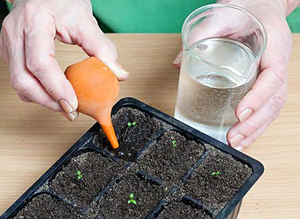 Los matices de los métodos de fertilización para petunias.