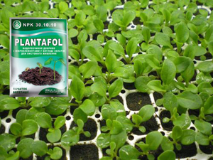 Descripción de fertilizantes para alimentar plántulas de petunias para un buen crecimiento.