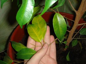 Daun Ficus benjamin kering