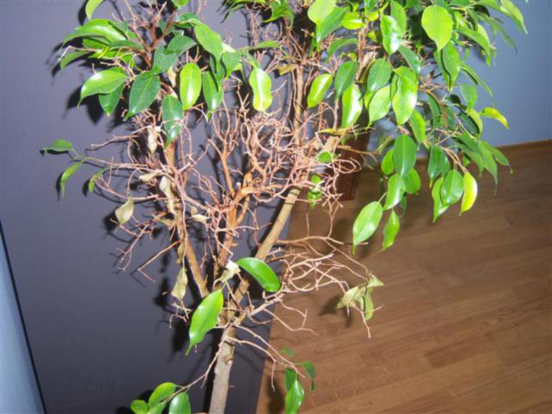 Doenças de Ficus benjamin