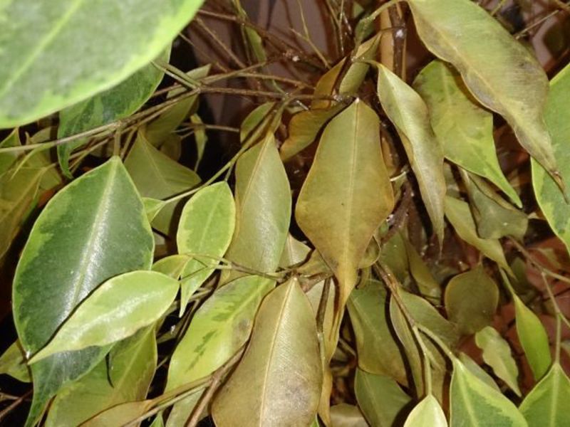 Ficus benjamin và các bệnh của anh ta