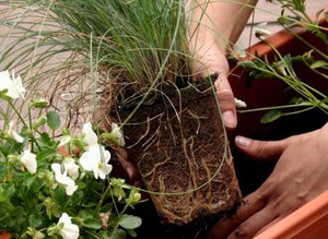 Cura adequada de les flors d’interior