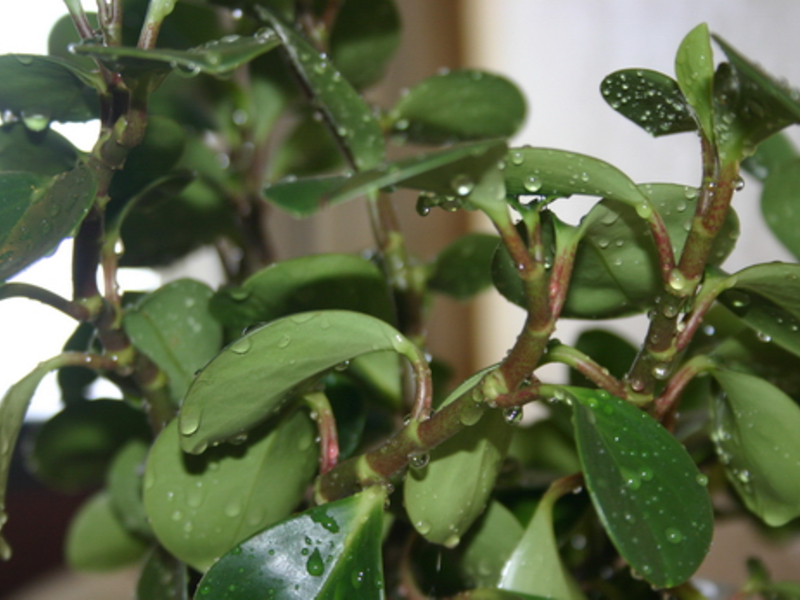 Cómo cuidar las plantas en tu hogar