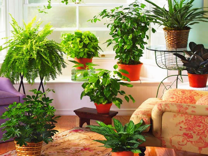 Plantas de interior que adoram sombra