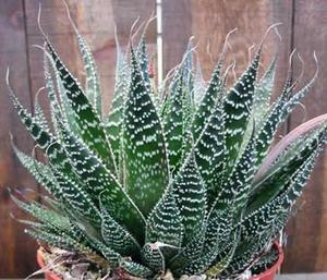 Aloe-lajikkeet ja nimet: valokuva agave-lajeista