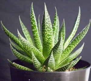 Kuinka kasvattaa aloe