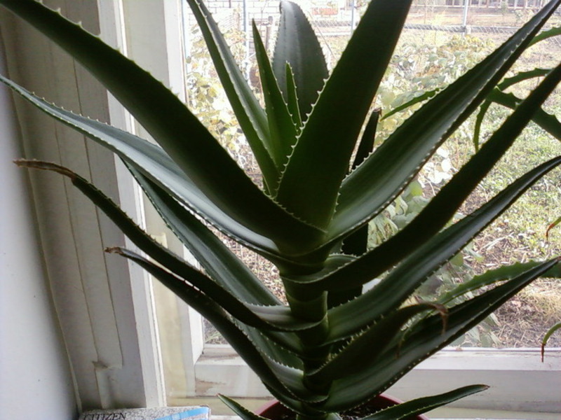 Vlastnosti aloe