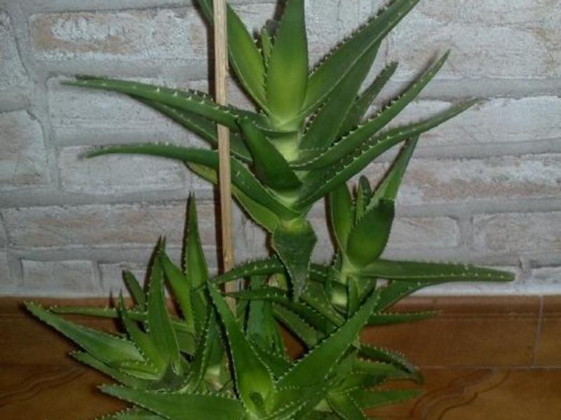 Suc de aloe