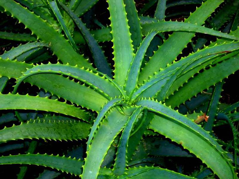 Especies de aloe