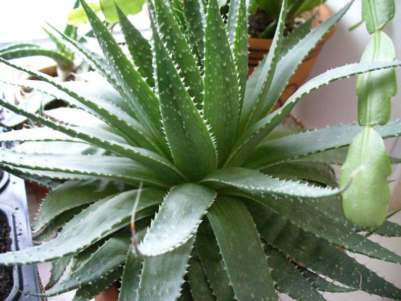 Aloe varianter