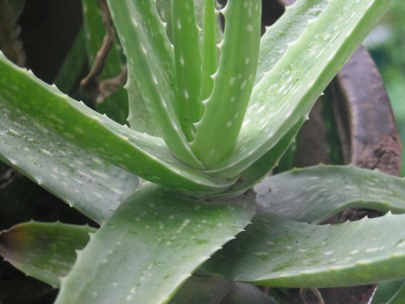 What are the varieties of aloe