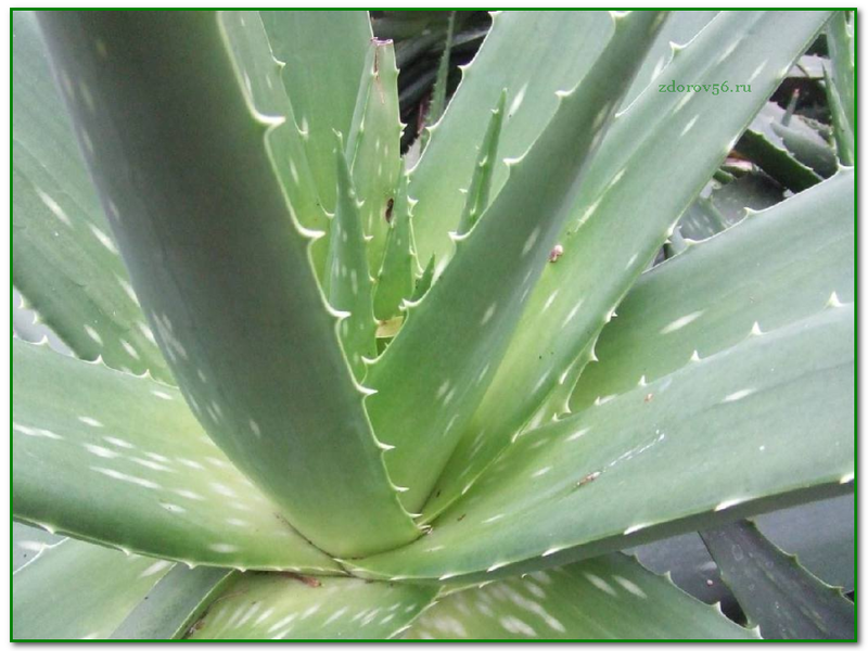 Vzhľad aloe vera