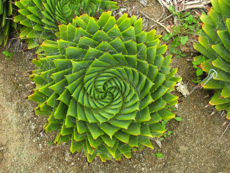 Jak podlewać aloes