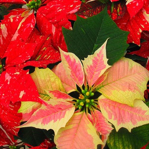 Pots na bulaklak poinsettia