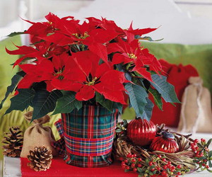 Cómo cuidar tu poinsettia en casa