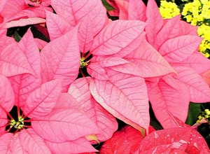 Pagtutubig poinsettia