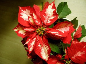 Plagues de la Poinsettia