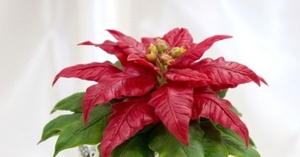 Poinsettia bakımı