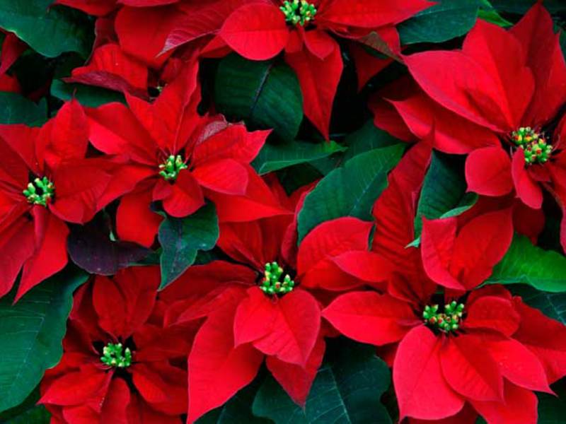 Poinsettia มีลักษณะอย่างไร?