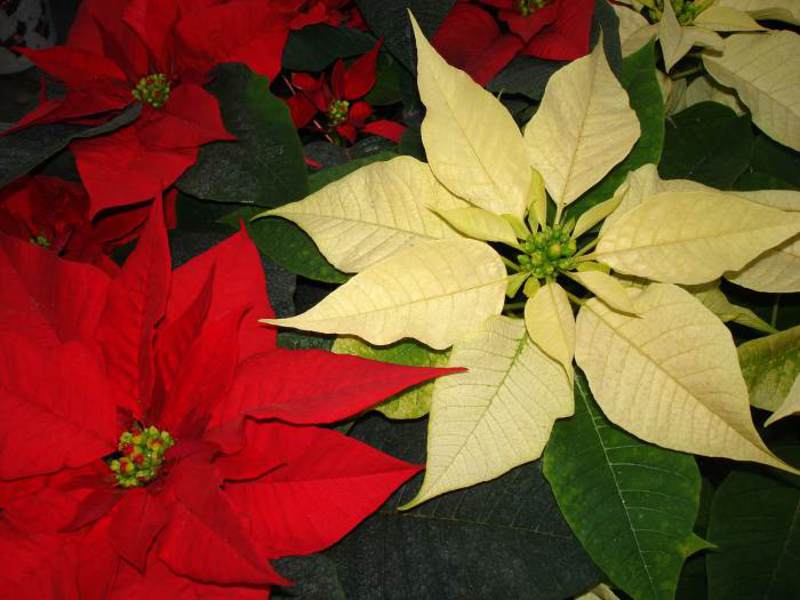 Poinsettia de flores en macetas