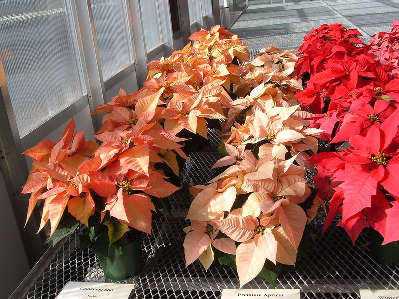 Kā izskatās poinsettia?