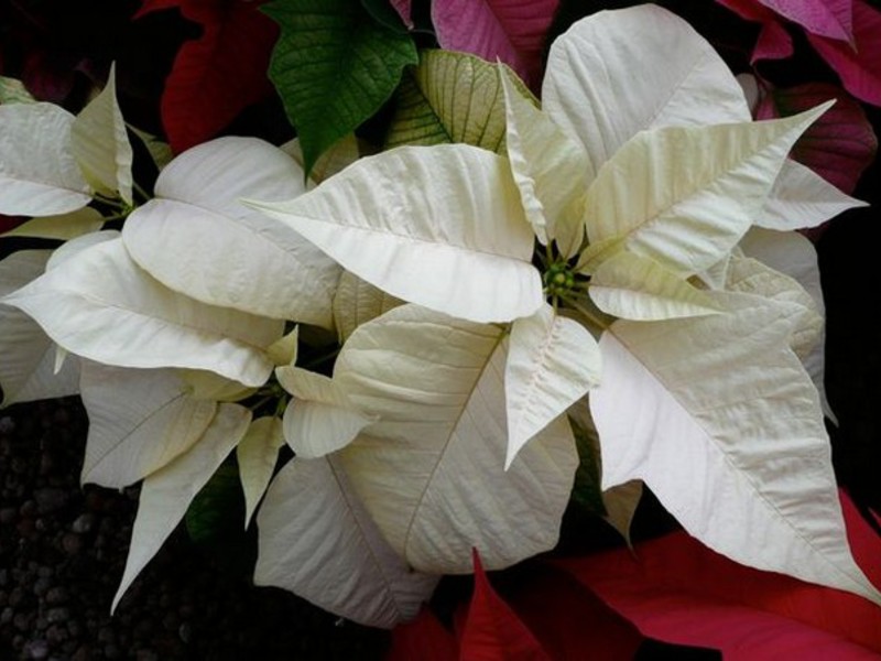 Poinsettia de la sala de cria