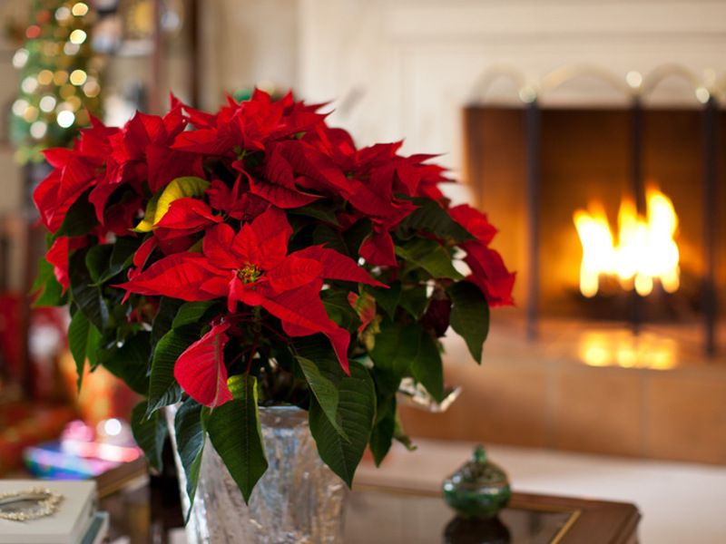 Poinsettia de l'habitació