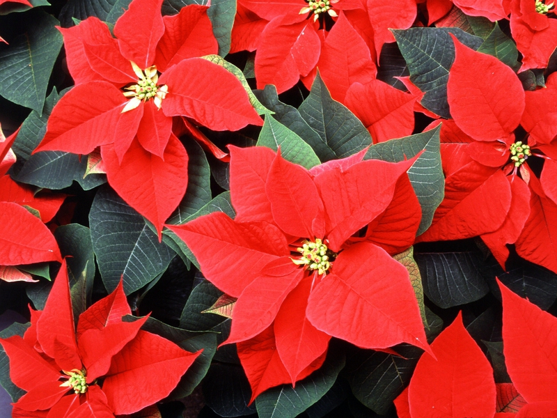 Poinsettia-bloem - thuiszorg