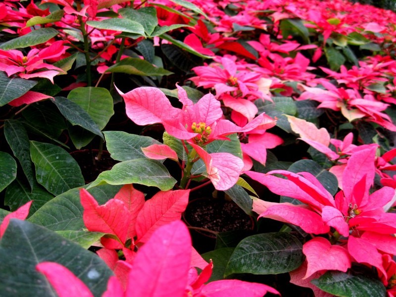 Poinsettia büyüyen