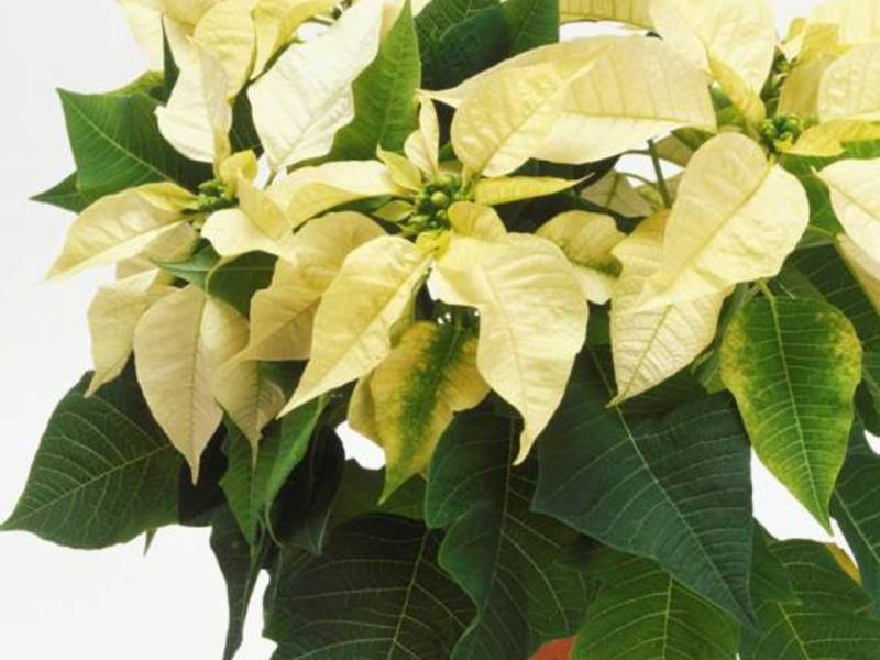 Mga kondisyon para sa lumalaking poinsettia