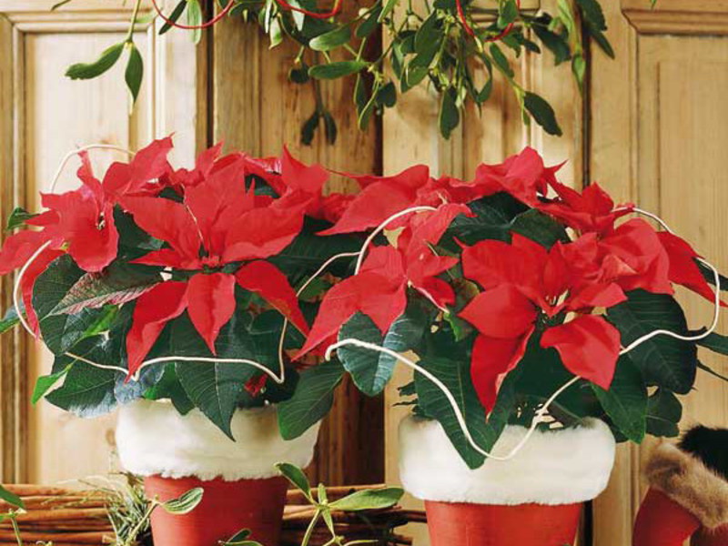 Fiore di Poinsettia - assistenza domiciliare