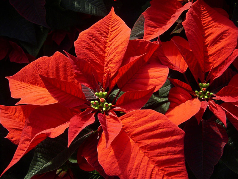 Mooie poinsettia bloem