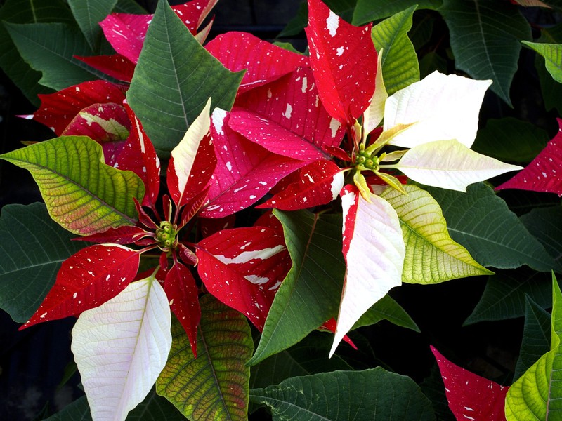 Descrizione del fiore poinsettia