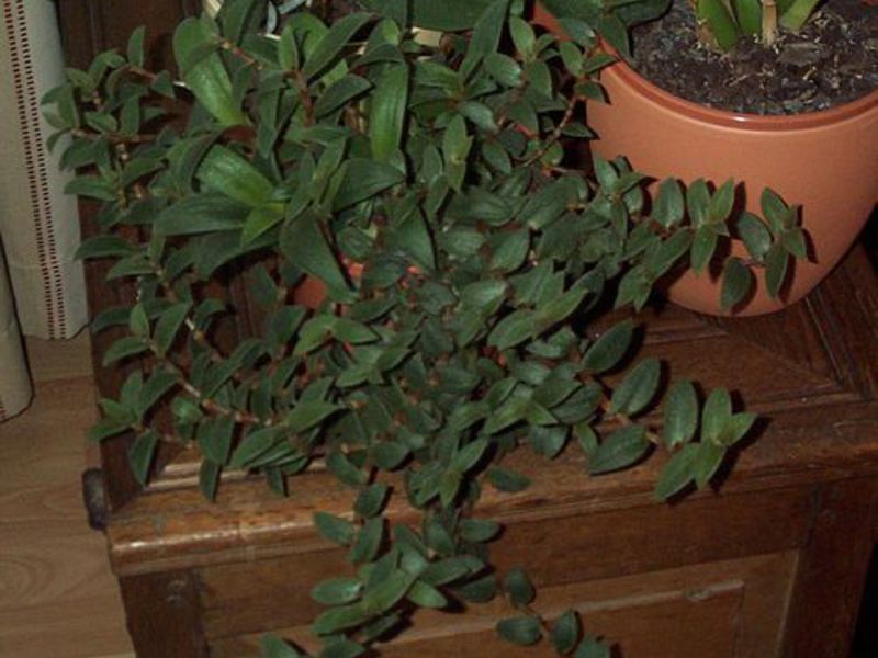 Cultivo de plantas ampelosas