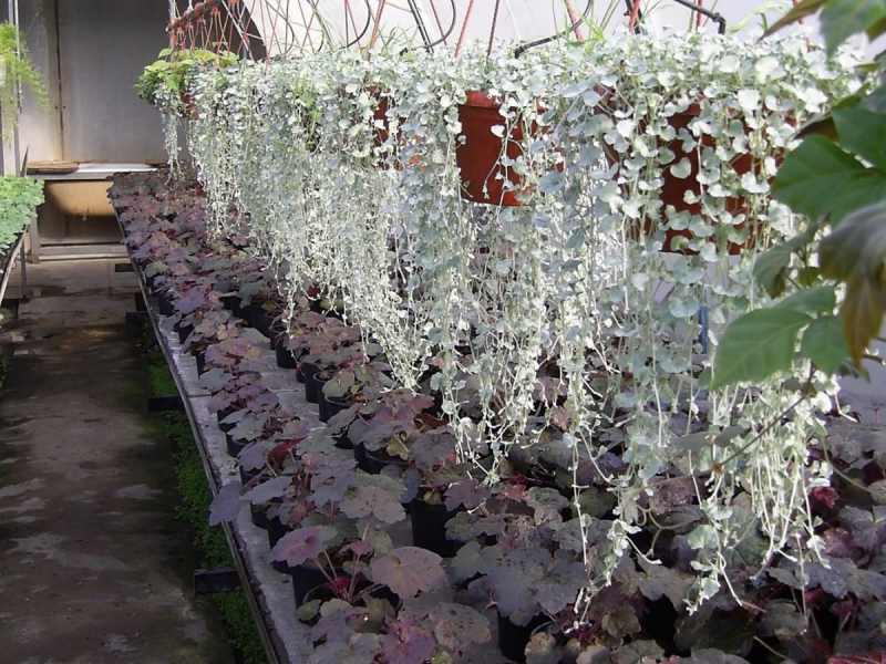 Ampel type plants