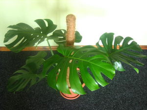 Ziedoša monstera