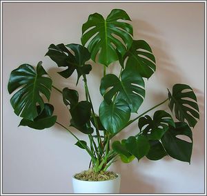 Kā aug monstera