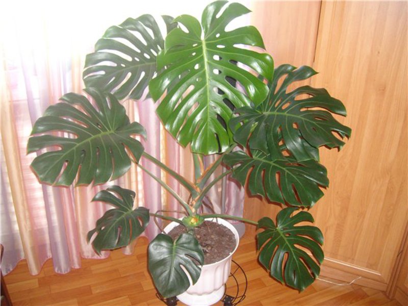 Monstera - hjemmepleje