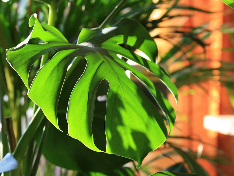 Apariencia de Monstera