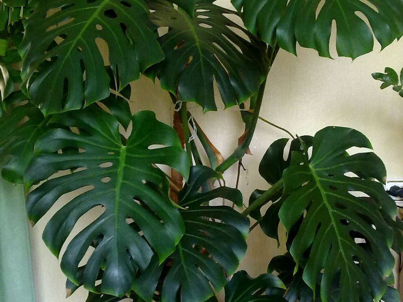 Monstera - hjemmetjeneste