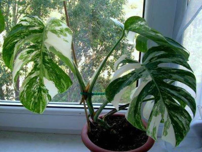 Monstera cu frunze