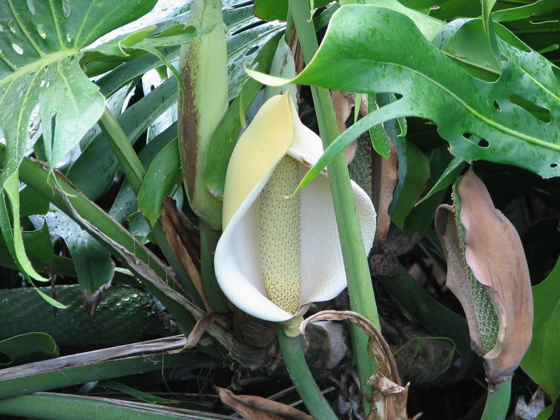 Monstruos con una flor