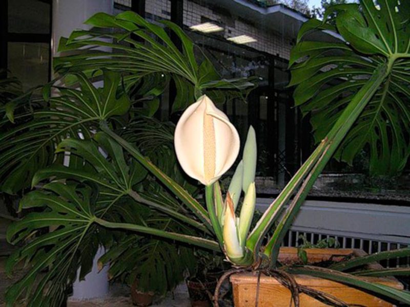 Εμφάνιση Monstera