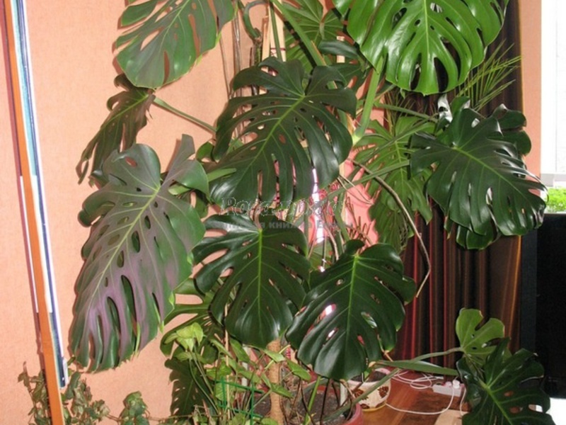 Monstera - cuidado en el hogar