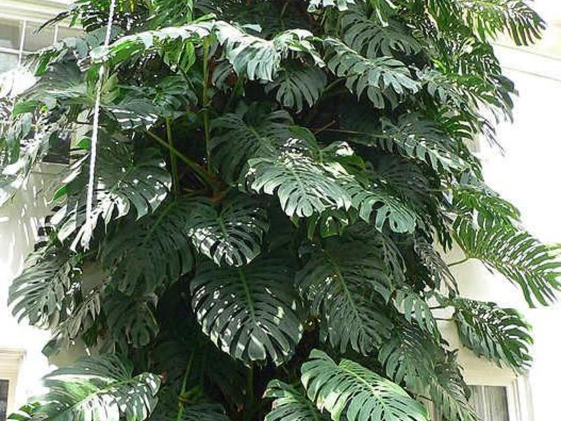 Izbová rastlina monstera