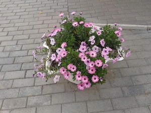 Osteospermum w ogrodzie